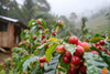 精品咖啡的可持續性：從莊園到一杯咖啡